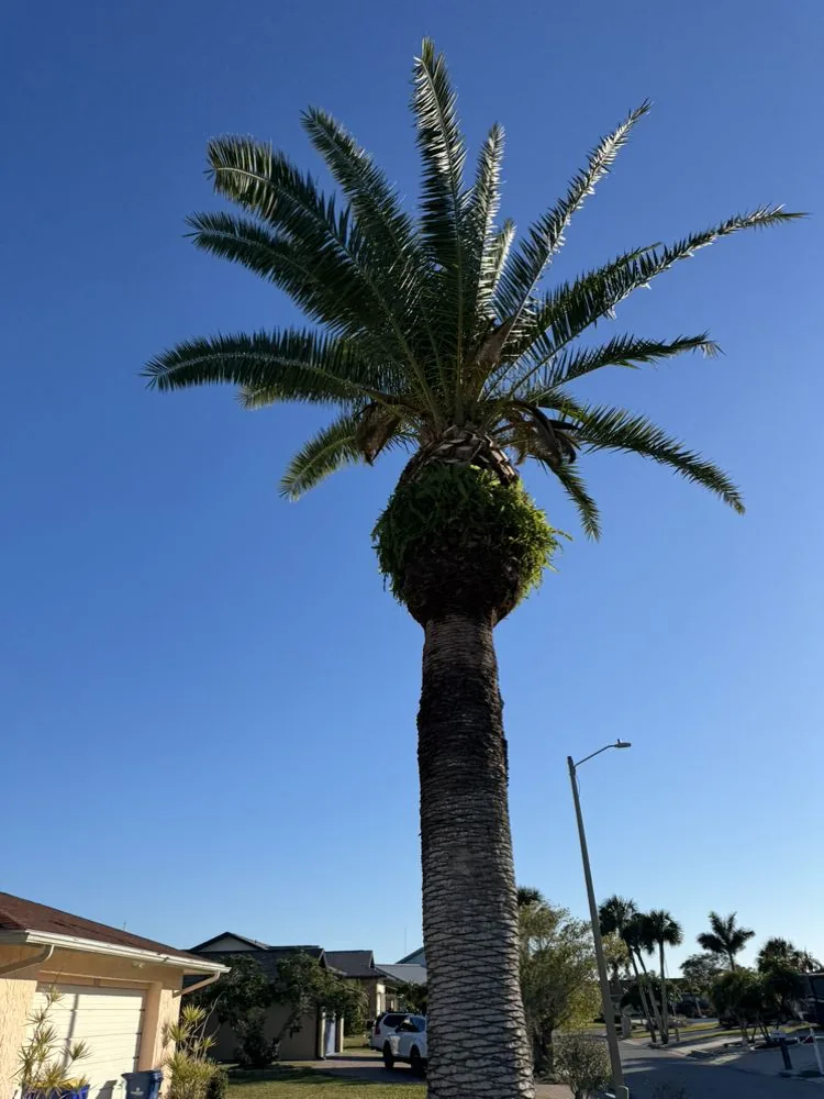 Healthy trimmed palm tree against blue Florida sky